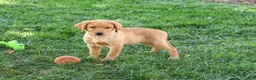 Labrador Retriever dogs for sale: Cooper - Ad 3