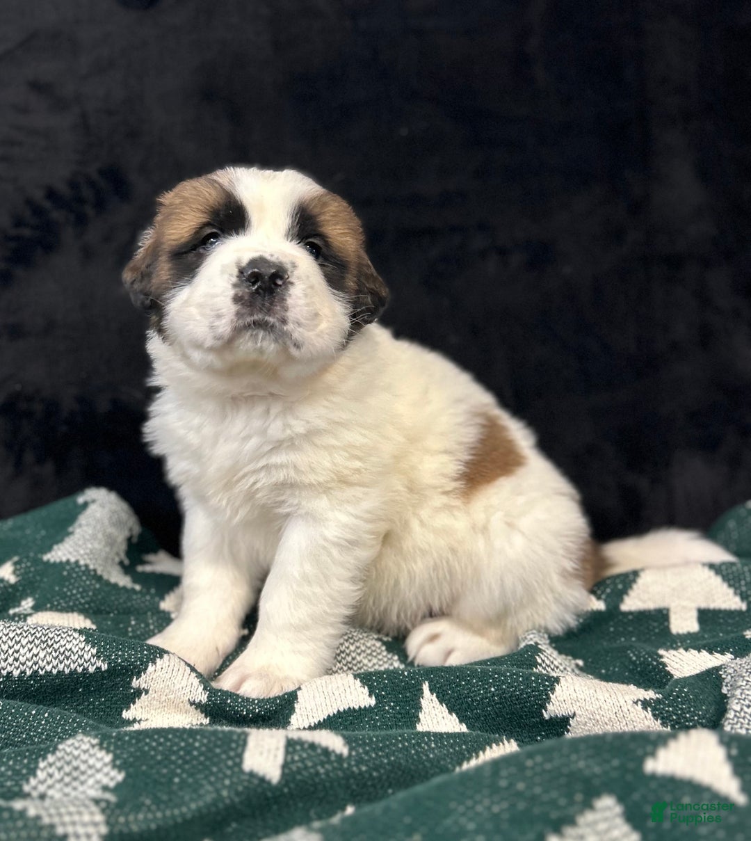 Saint Bernard dogs for sale: Cade - Ad 5
