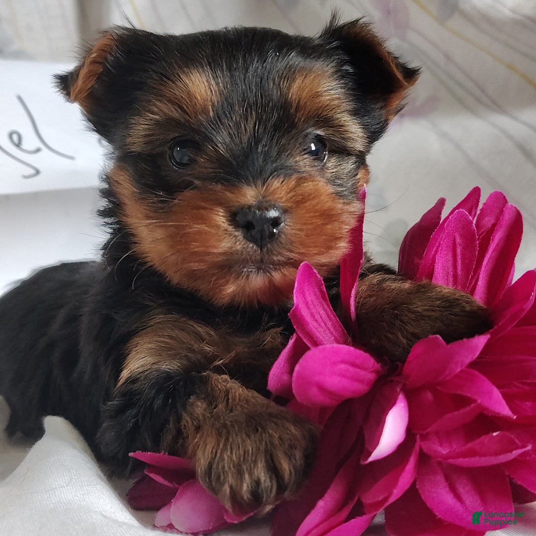 Yorkshire Terrier dogs for sale: Antonio - Ad 5