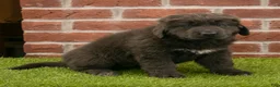 Newfoundland dogs for sale: Hannah - Ad 7