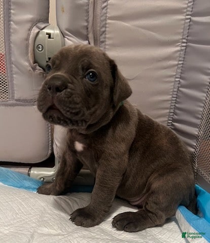 Cane Corso dogs Boy 6 - Ad 1