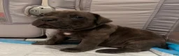 Cane Corso dogs for sale: Boy 6 - Ad 1