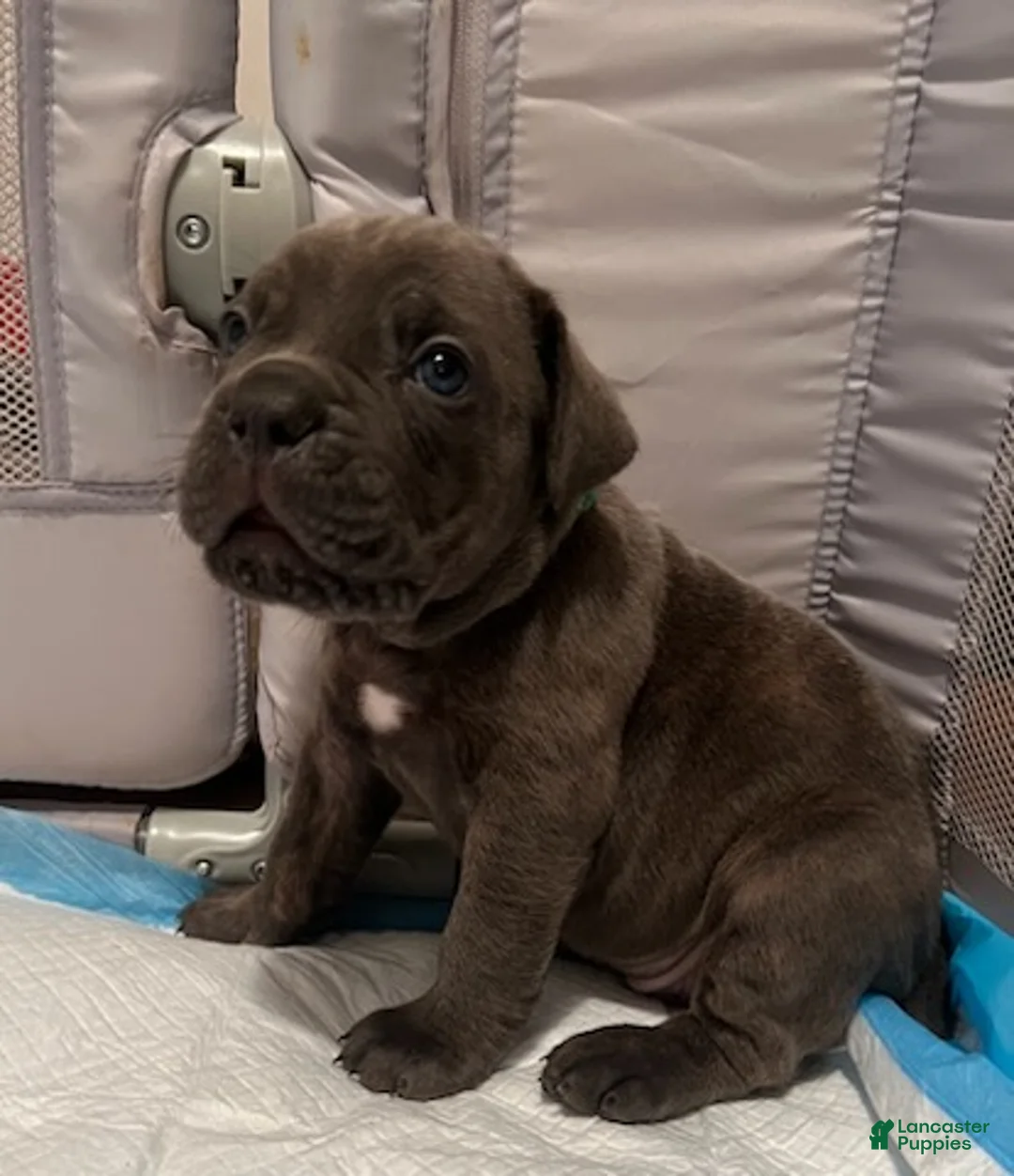Cane Corso dogs for sale: Boy 6 - Ad 1