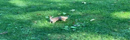 Chihuahua dogs for sale: Ruby - Ad 9