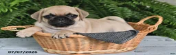 Pug dogs for sale: Emerson - Ad 5