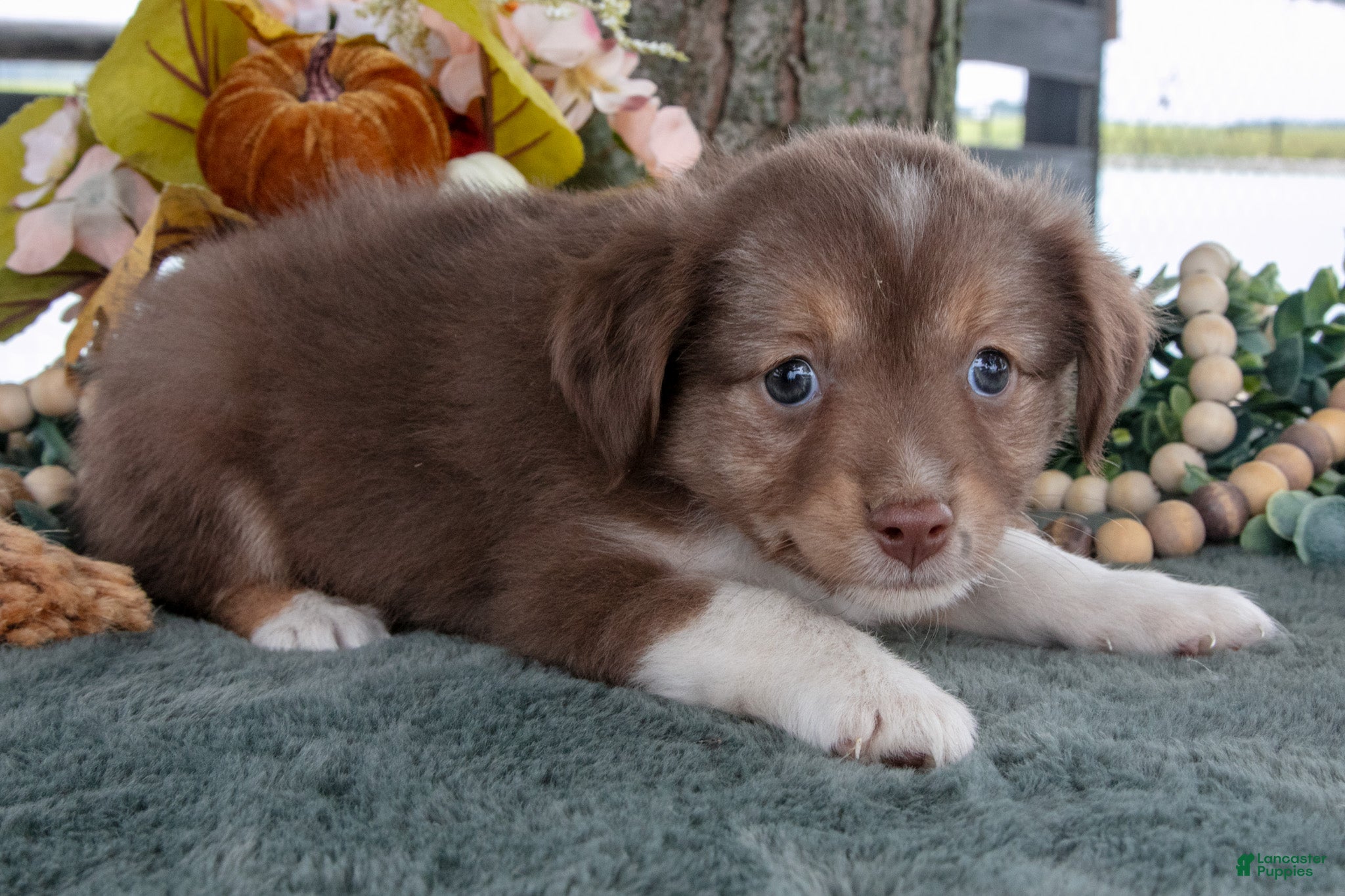 Toy Australian Shepherd dogs Wanda - Ad 2