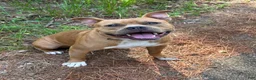 American Bully dogs for sale: American Bully 6 - Ad 4