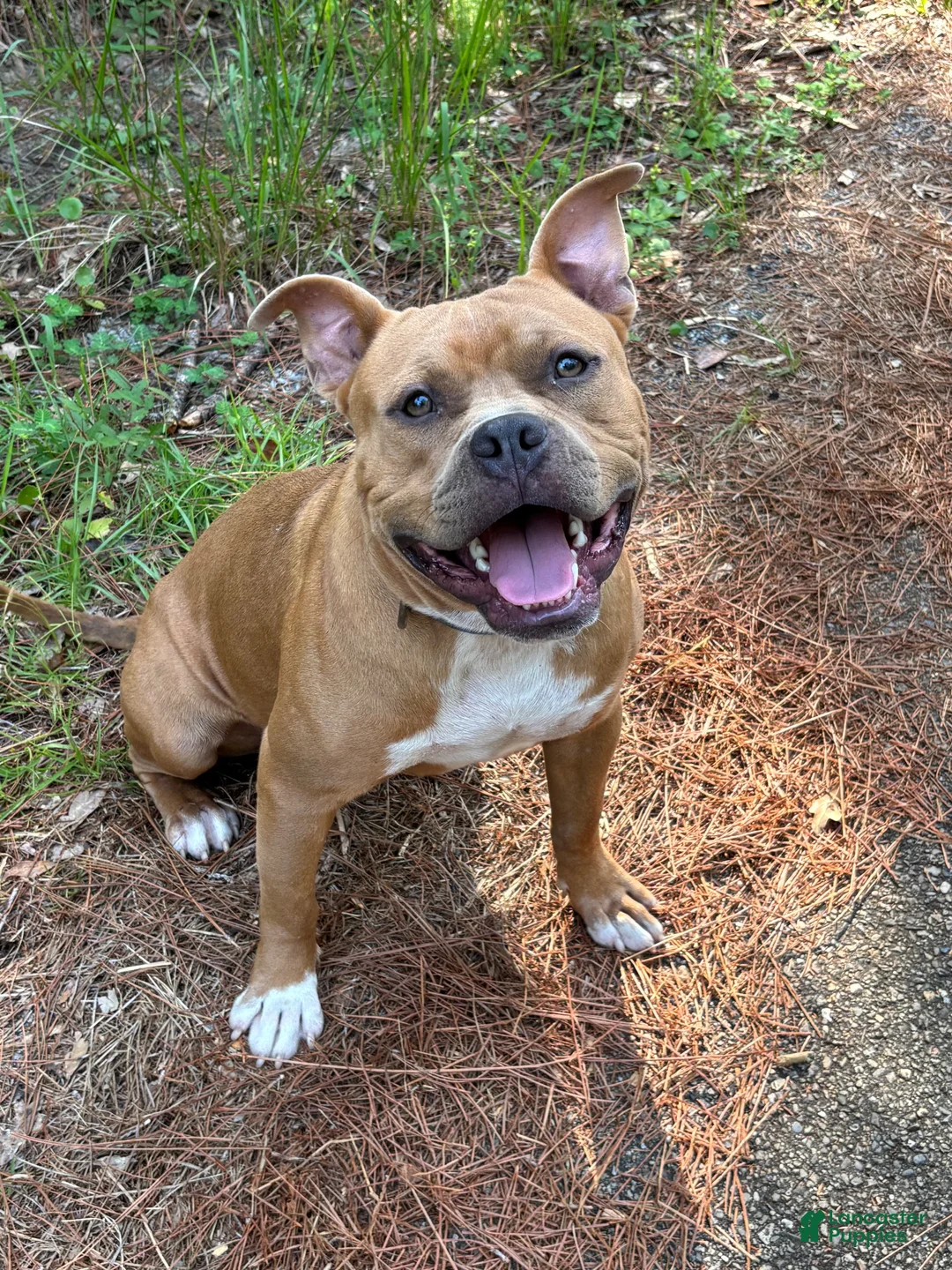 American Bully dogs for sale: American Bully 6 - Ad 4