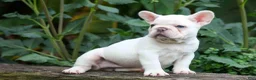 French Bulldog dogs for sale:  Fiona Rose🎀 - Ad 5