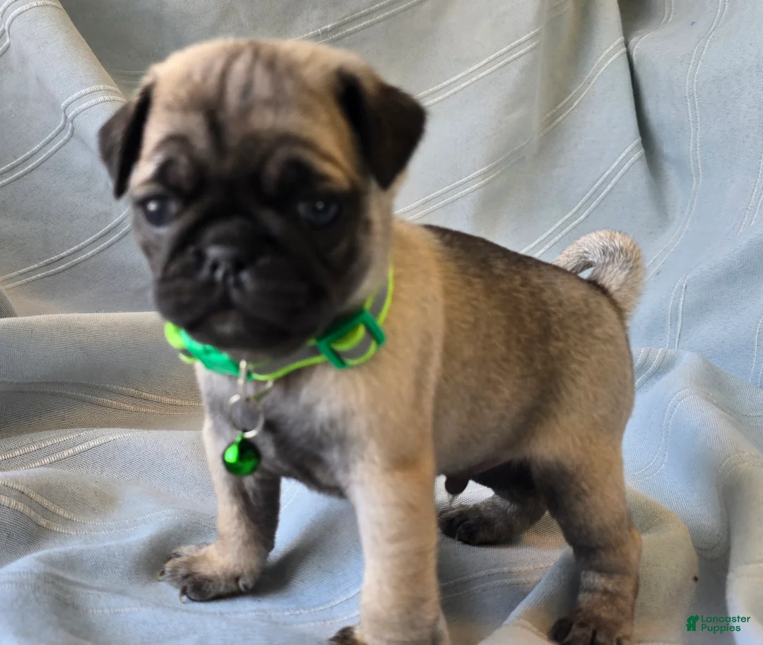 Pug dogs for sale: Bennie - Ad 5