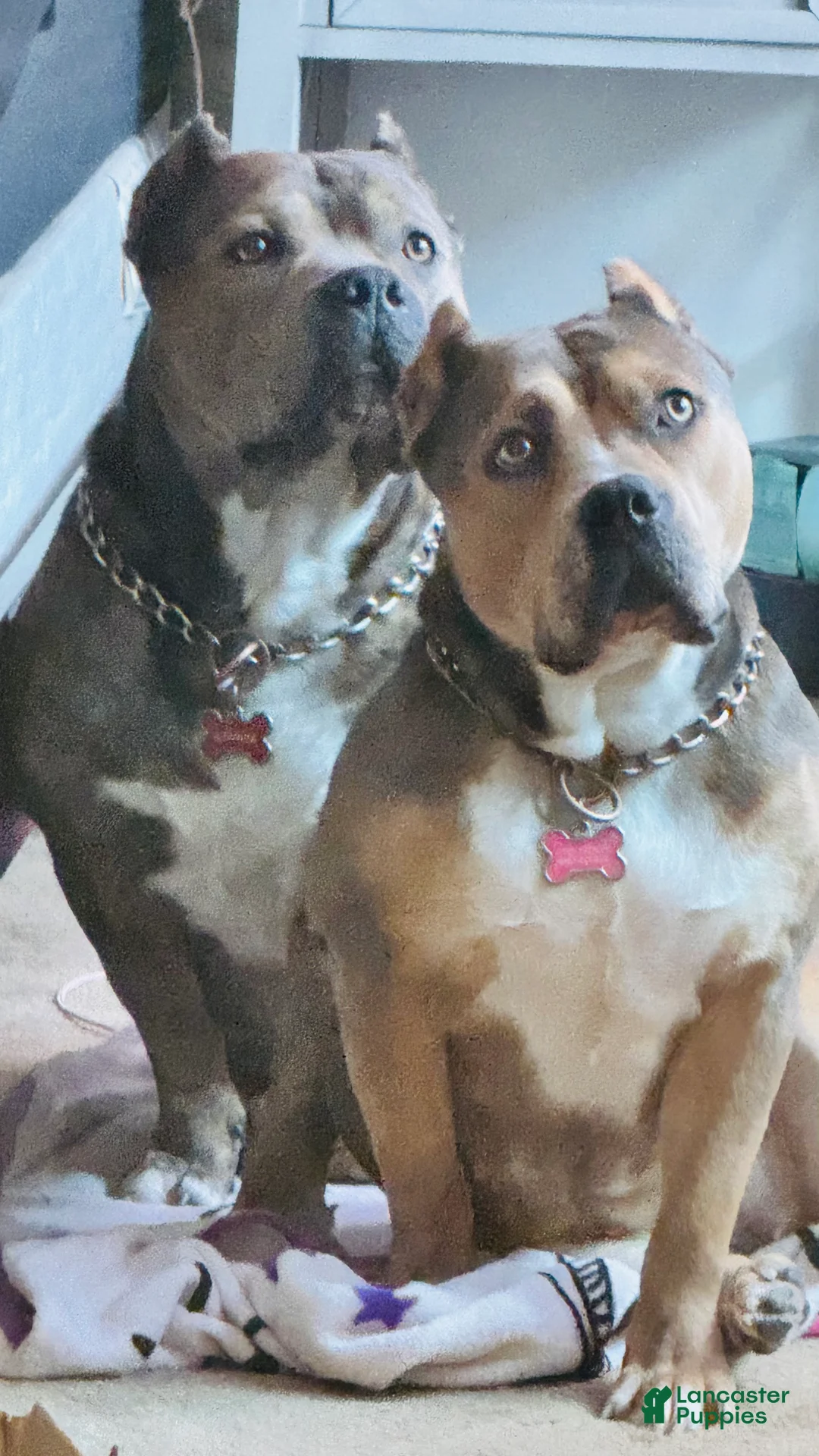 American Bully dogs for sale: American Bully Puppy 6 - Ad 4