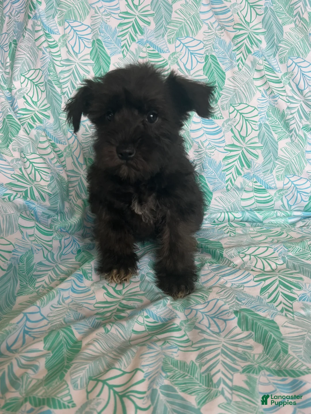 Miniature Schnauzer dogs for sale: Miniature Schnauzer 3 (Taylor) - Ad 10