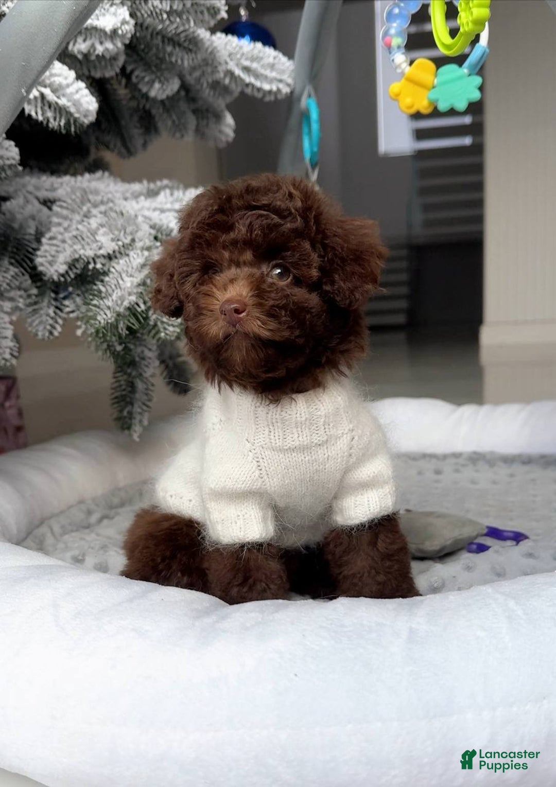 Miniature Poodle dogs for sale: Celeste - Ad 5
