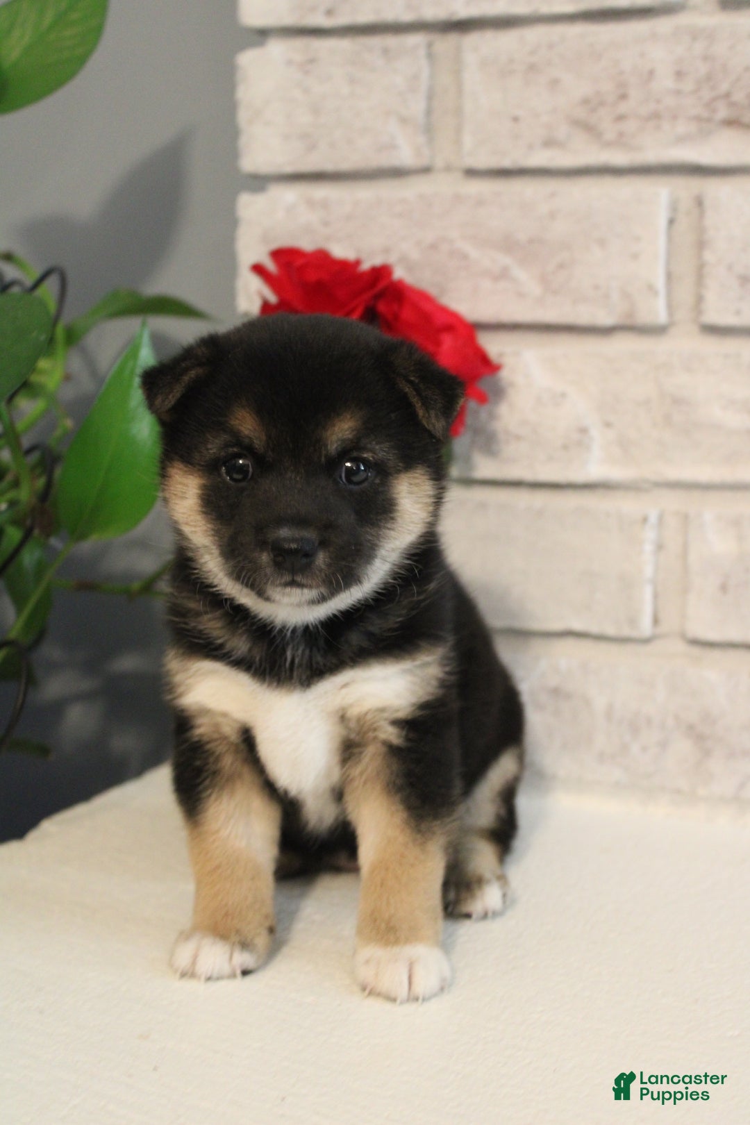Shiba Inu dogs for sale: Shelby - Ad 10