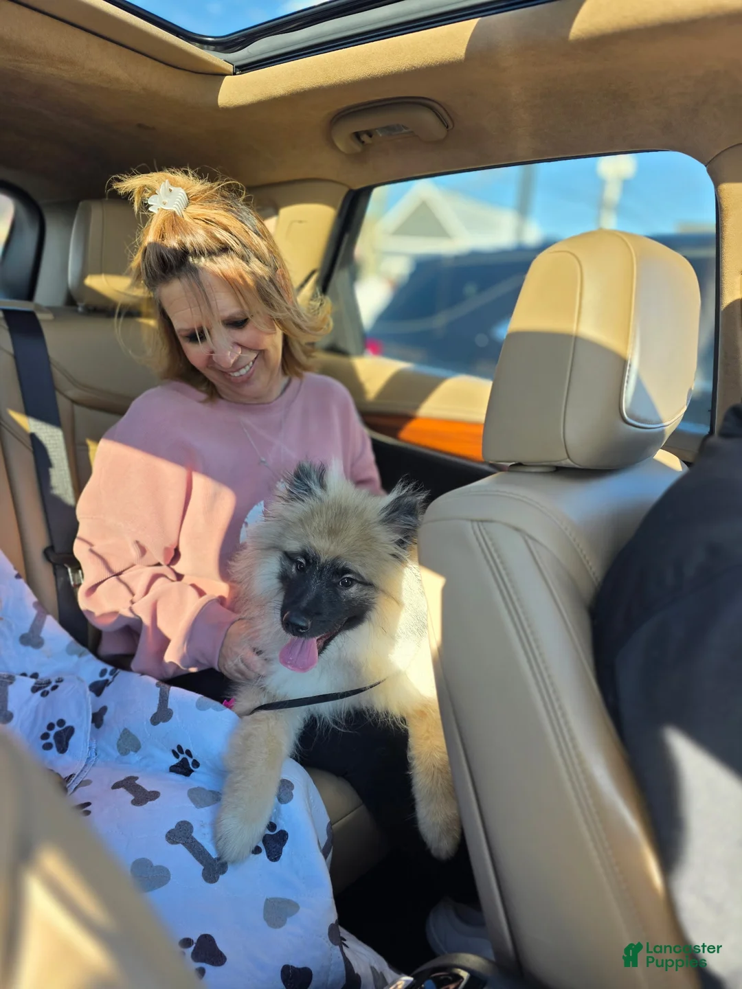 Keeshond dogs for sale: Keeshond 1 - Ad 2