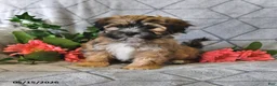 Teddy Bear dogs for sale: Alfie - Ad 3
