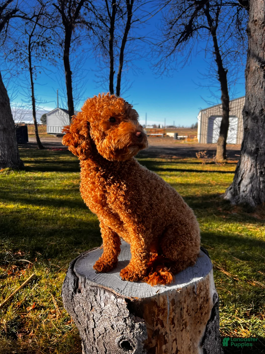 Mini Goldendoodle dogs for sale: Mini Goldendoodle Pink girl - Ad 2