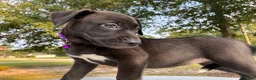 Pitsky dogs for sale: Sissy - Ad 2
