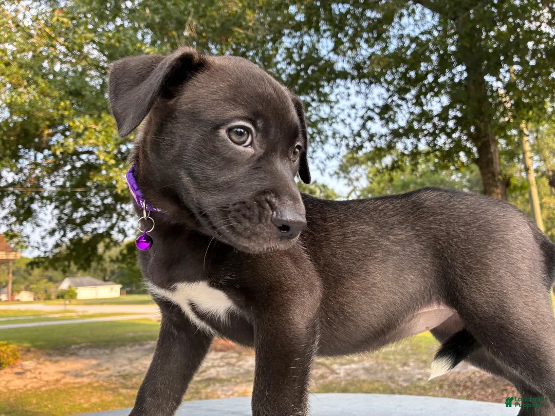 Pitsky dogs for sale: Sissy - Ad 2