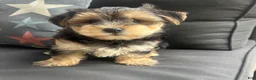 Morkie dogs for sale: Louis - Ad 4