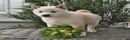 Shiba Inu dogs for sale: Scott - Ad 1