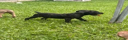 Cane Corso dogs for sale: Cane Corso Puppy 1 - Ad 2