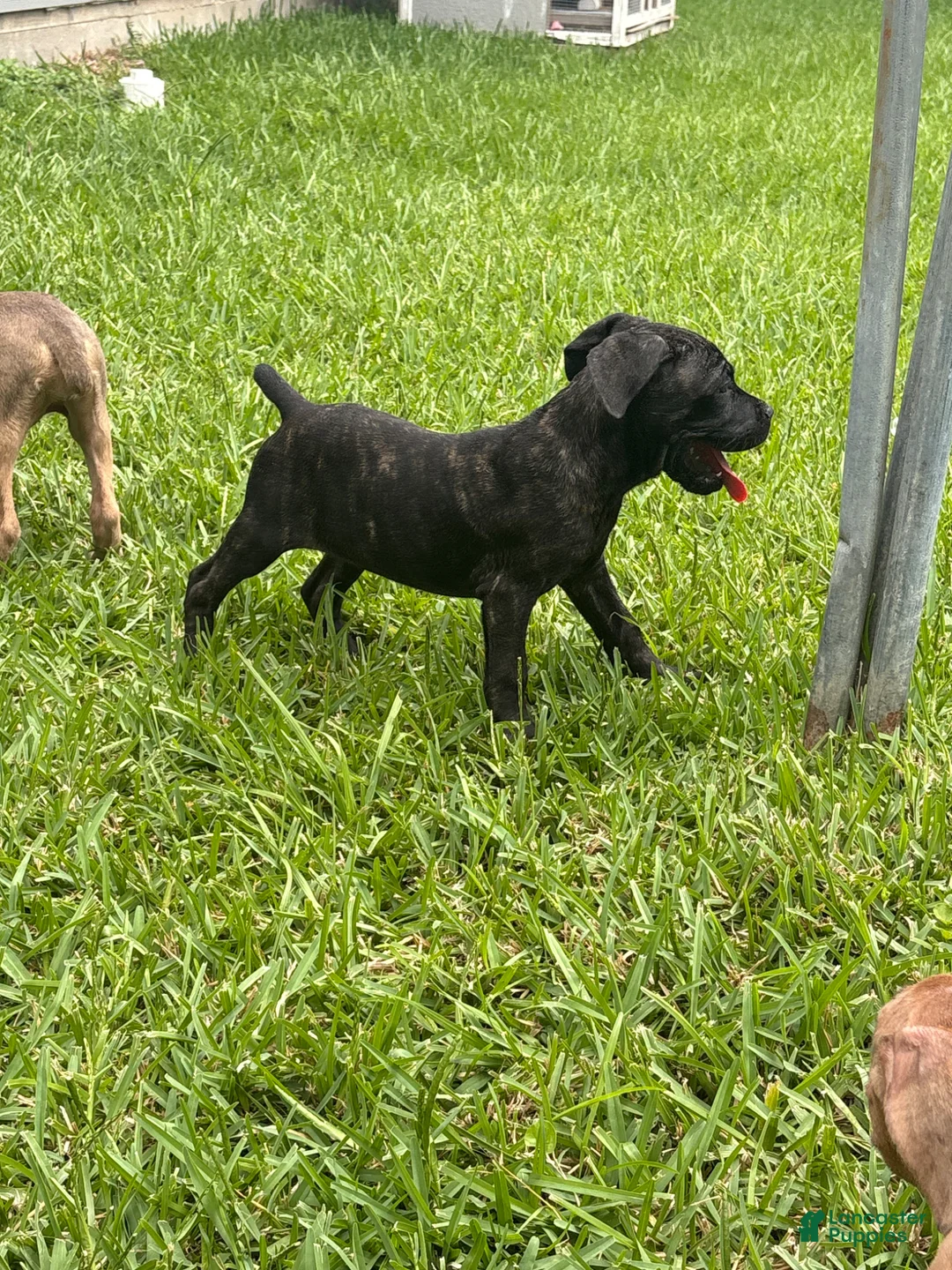 Cane Corso dogs for sale: Cane Corso Puppy 1 - Ad 2