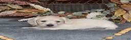 Miniature Dachshund dogs for sale: Blondie - Ad 4