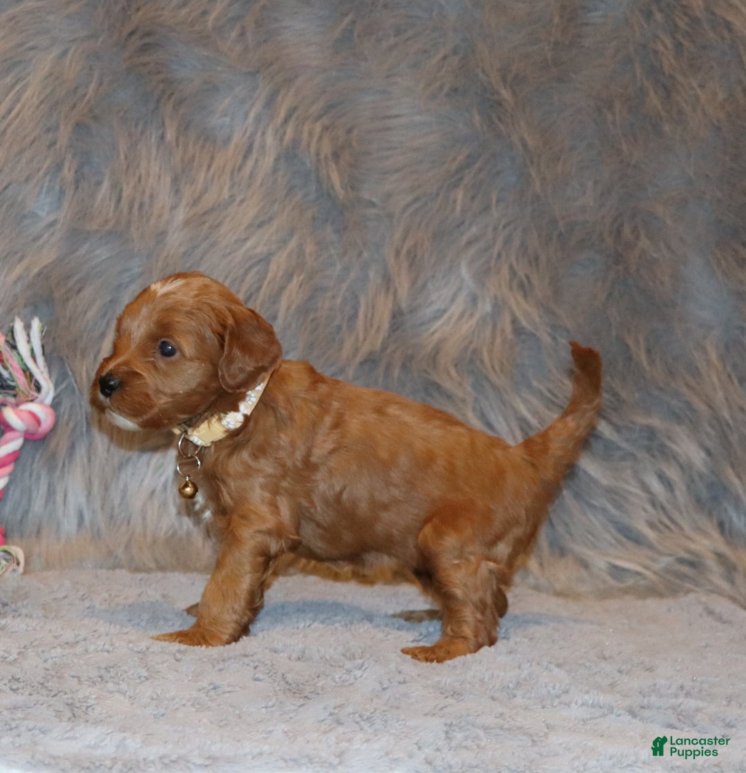 Mini Goldendoodle dogs for sale: Whitney 🌷👨‍👨‍👧‍👦💞🐕 - Ad 19