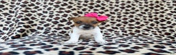 Jack Russell Terrier dogs for sale: Brooklynn - Ad 3