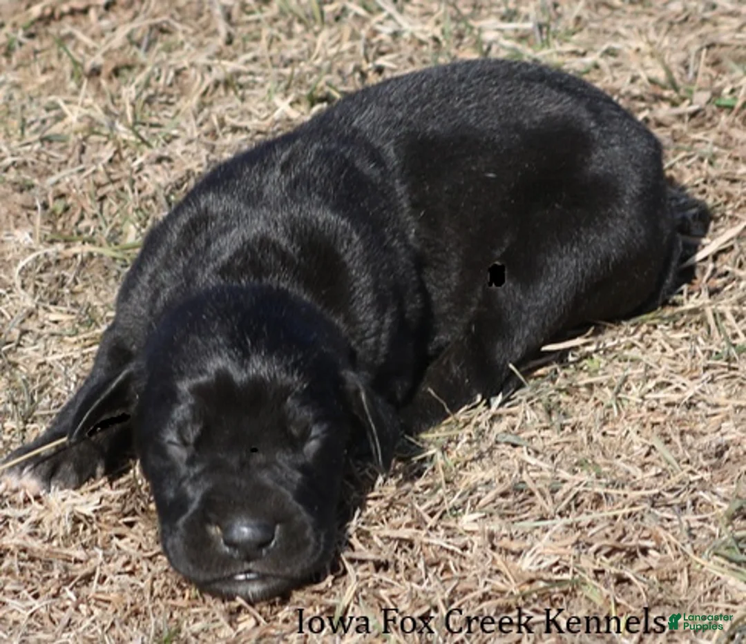 Great Dane dogs for sale: Stella - Ad 5