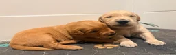 Golden Retriever dogs for sale: Golden light blue  - Ad 3