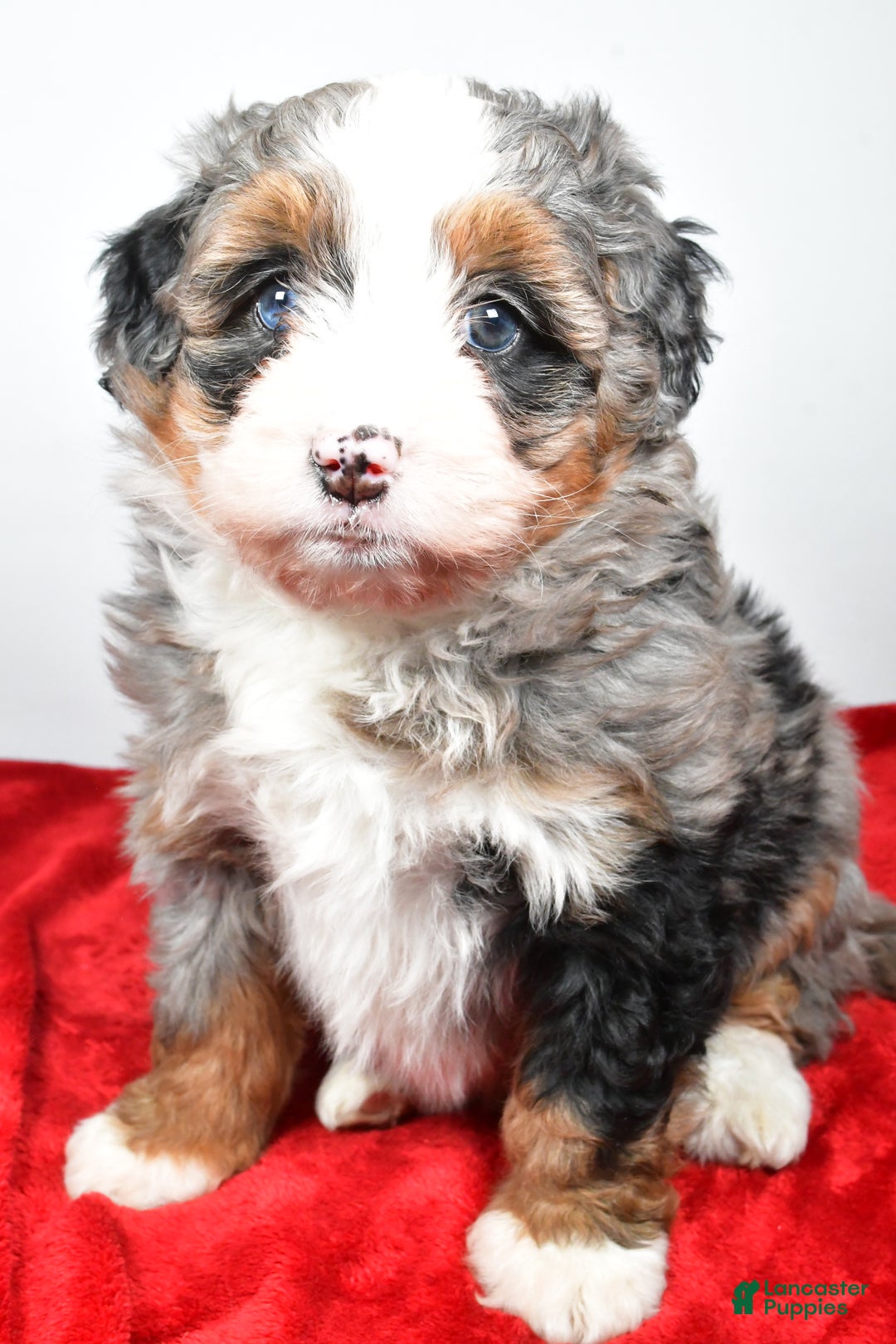 Mini Bernedoodle dogs for sale: Lucy - Ad 7