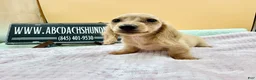 Miniature Dachshund dogs for sale: South African AKC  - Ad 5