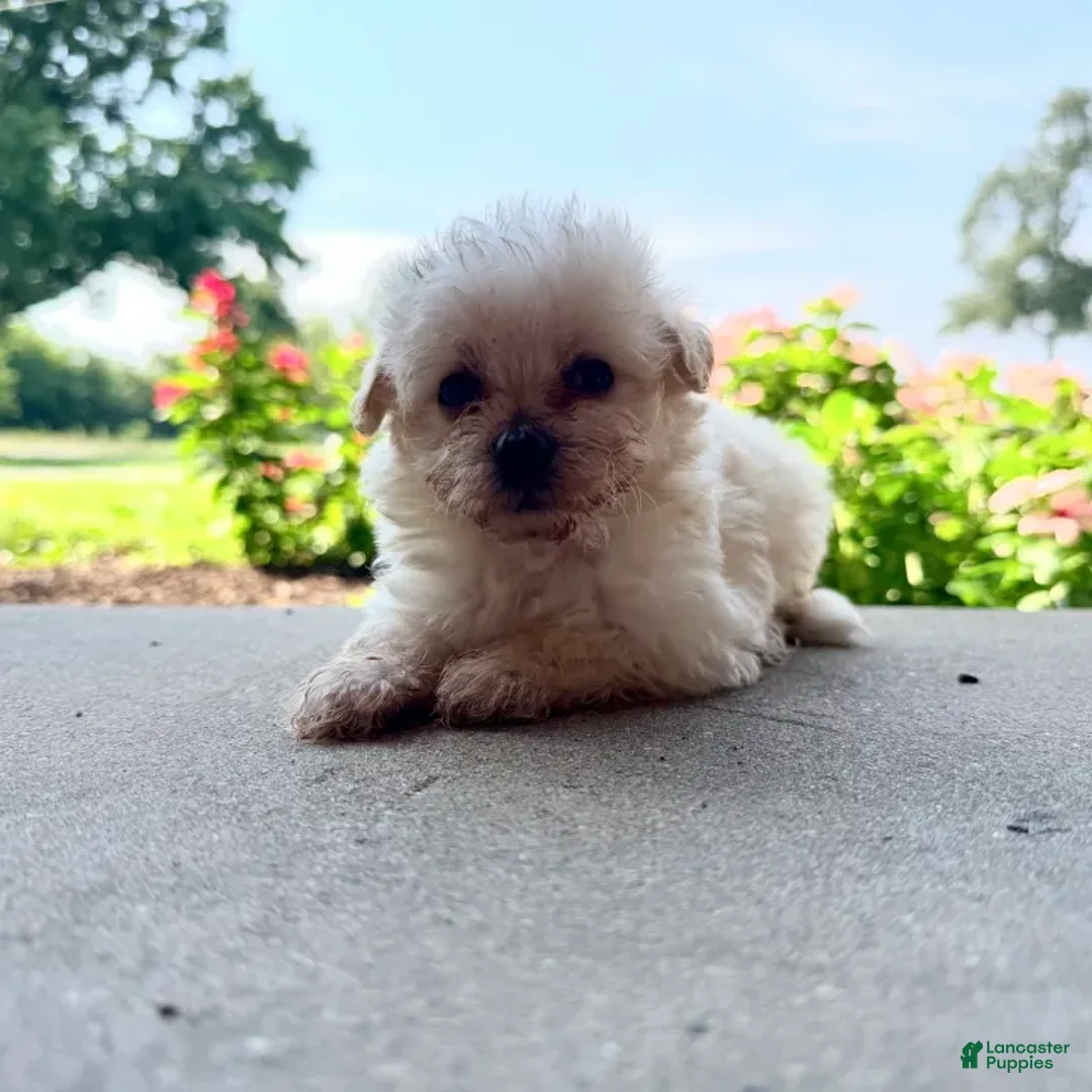Maltipoo dogs for sale: Kip - Ad 1