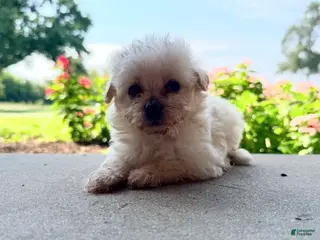 Maltipoo dogs Kip - Ad 9