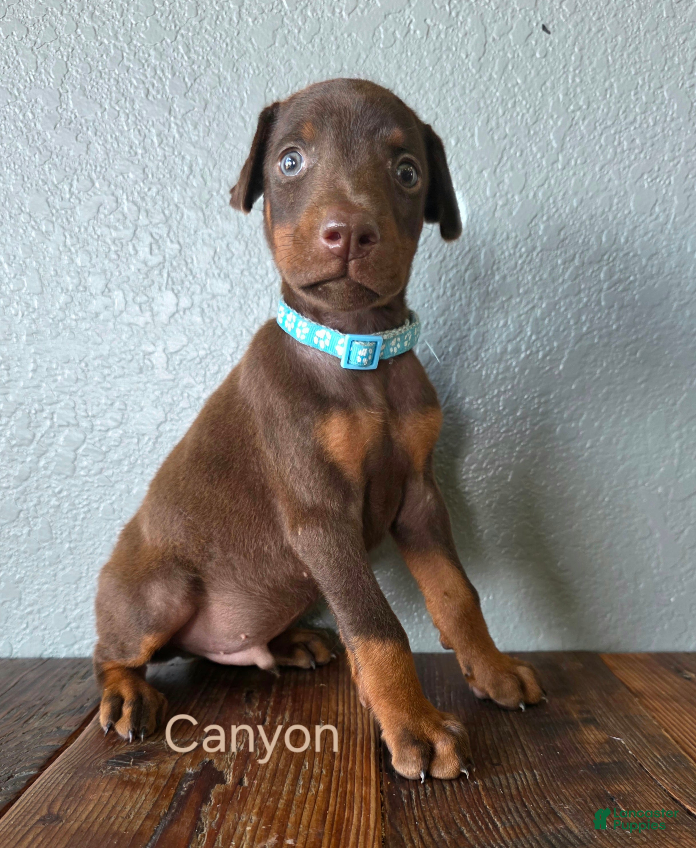 Doberman Pinscher dogs Canyon - Ad 1