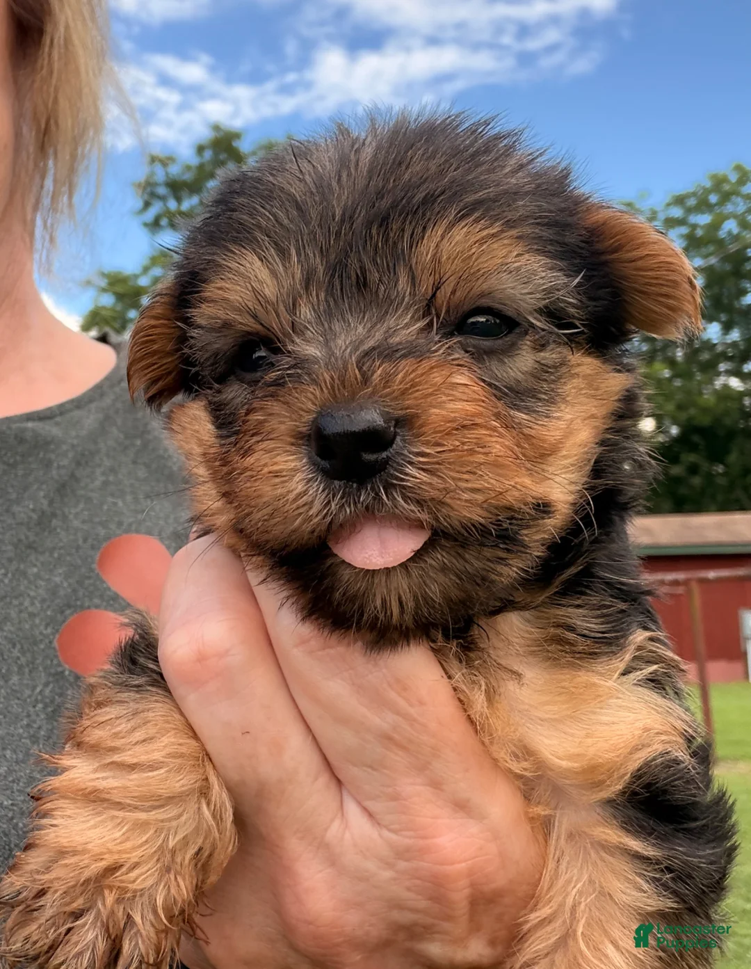 Yorkshire Terrier dogs for sale: Yorkshire Terrier Puppy 1 - Ad 1