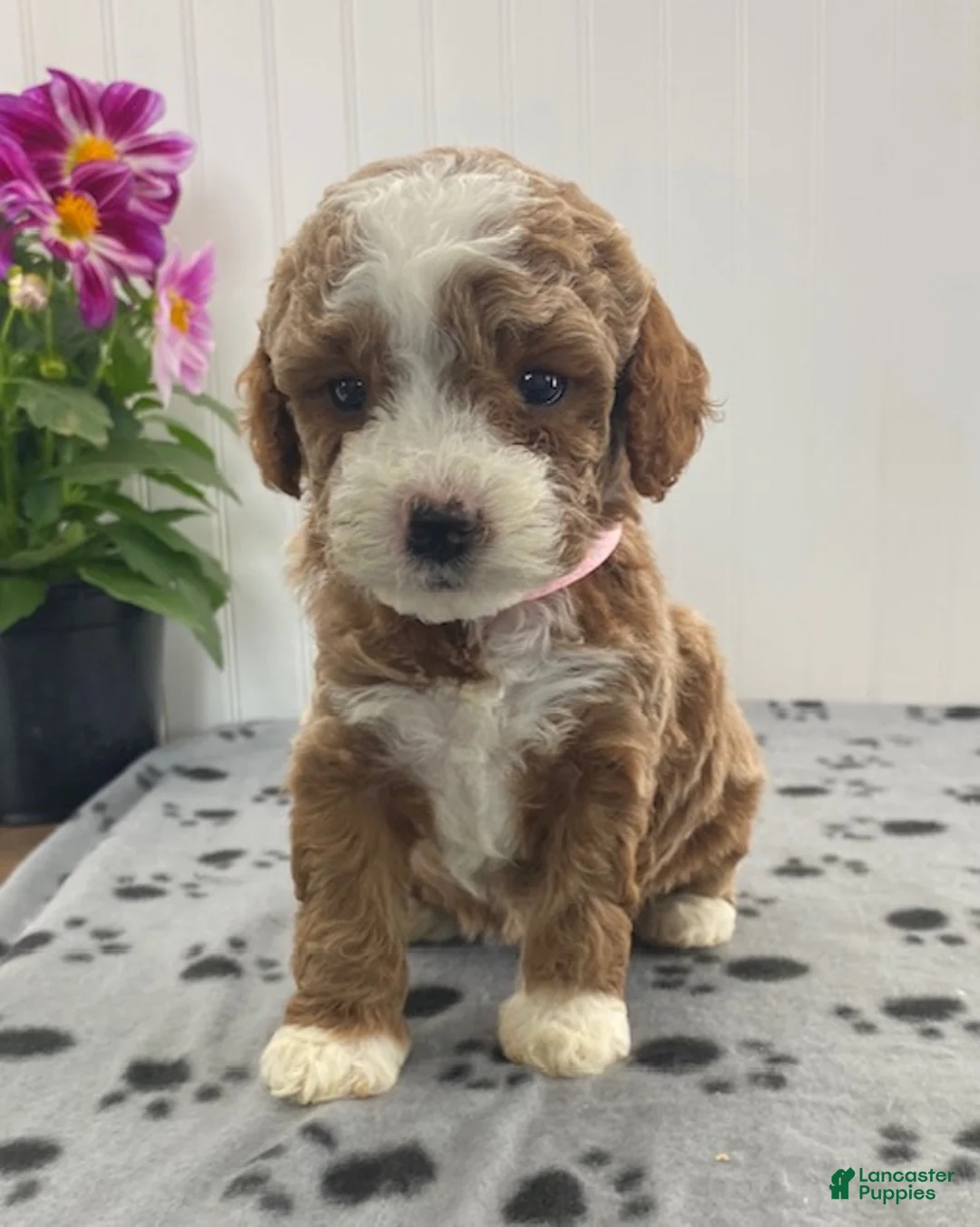 Toy Poodle dogs for sale: Roxy - Ad 1