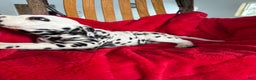 Dalmatian dogs for sale: Tessa - Ad 6