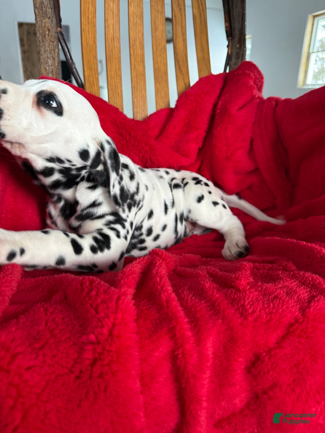 Dalmatian dogs for sale: Tessa - Ad 6