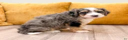 Mini Bernedoodle dogs for sale: Maddie - Ad 8