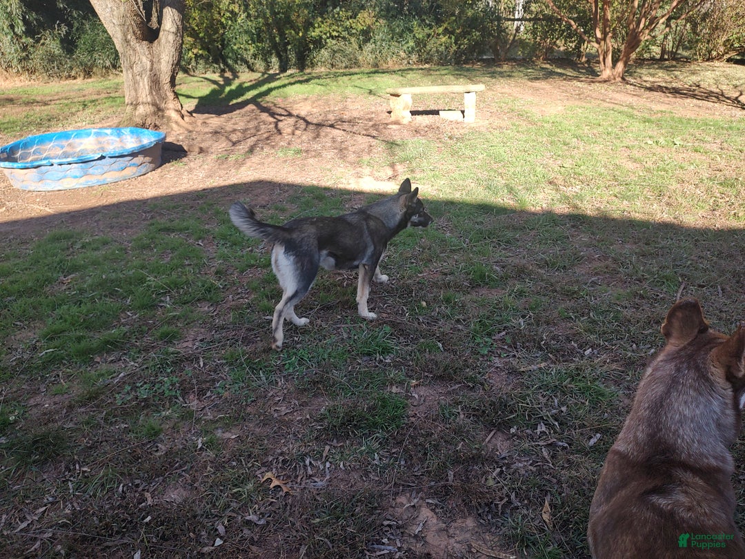 Siberian Husky dogs for sale: Siberian Husky Lyndy - Ad 2