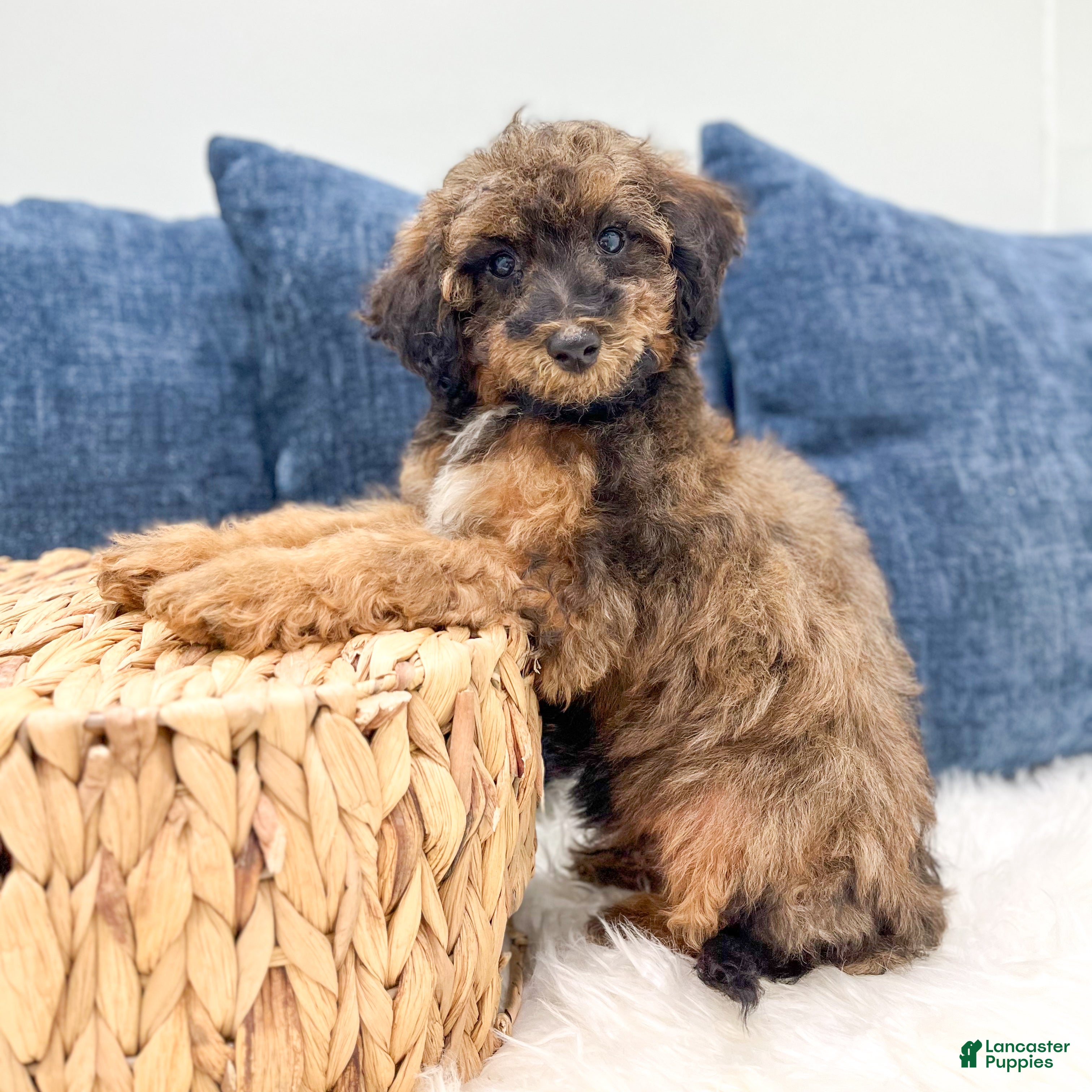 Miniature Poodle dogs Snoopy - Ad 2