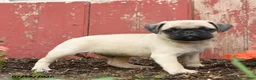 Pug dogs for sale: Koda - Ad 5