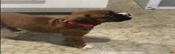 Boxer dogs for sale: Aspen Puppy 1 - Ad 6