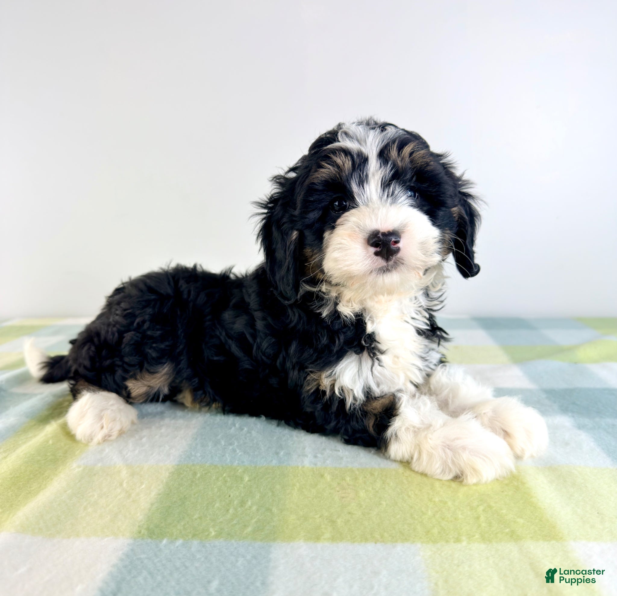 Bernedoodle dogs Bonnie - Ad 33