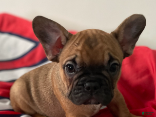 French Bulldog dogs - Ad 14