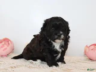 Shihpoo dogs Mary - Ad 18