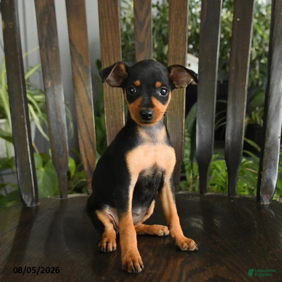 Miniature Pinscher dogs for sale: Effie - Ad 1